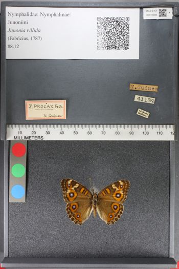 Media type: image;   Entomology 110993